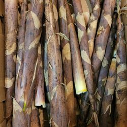 Fresh Bamboo Shoots