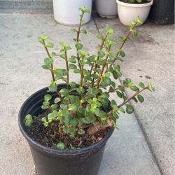 Healthy Jade Plant In 6gal Pot