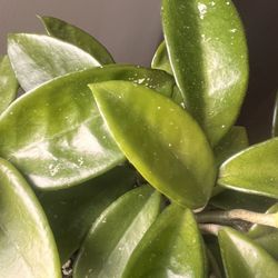 Healthy Hoya Splash in terracotta pot