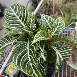 Zebra 🦓 Plant 6”pot,10 “tall,$22 Each