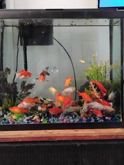 Fish Tank