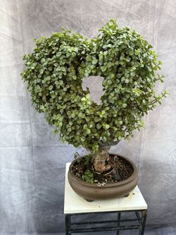 Bonsai Jade 