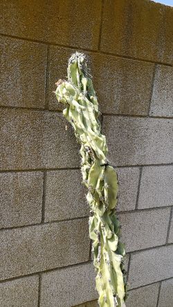 Cereus peruvianus-Monstrous ( Cactus / Cacti )