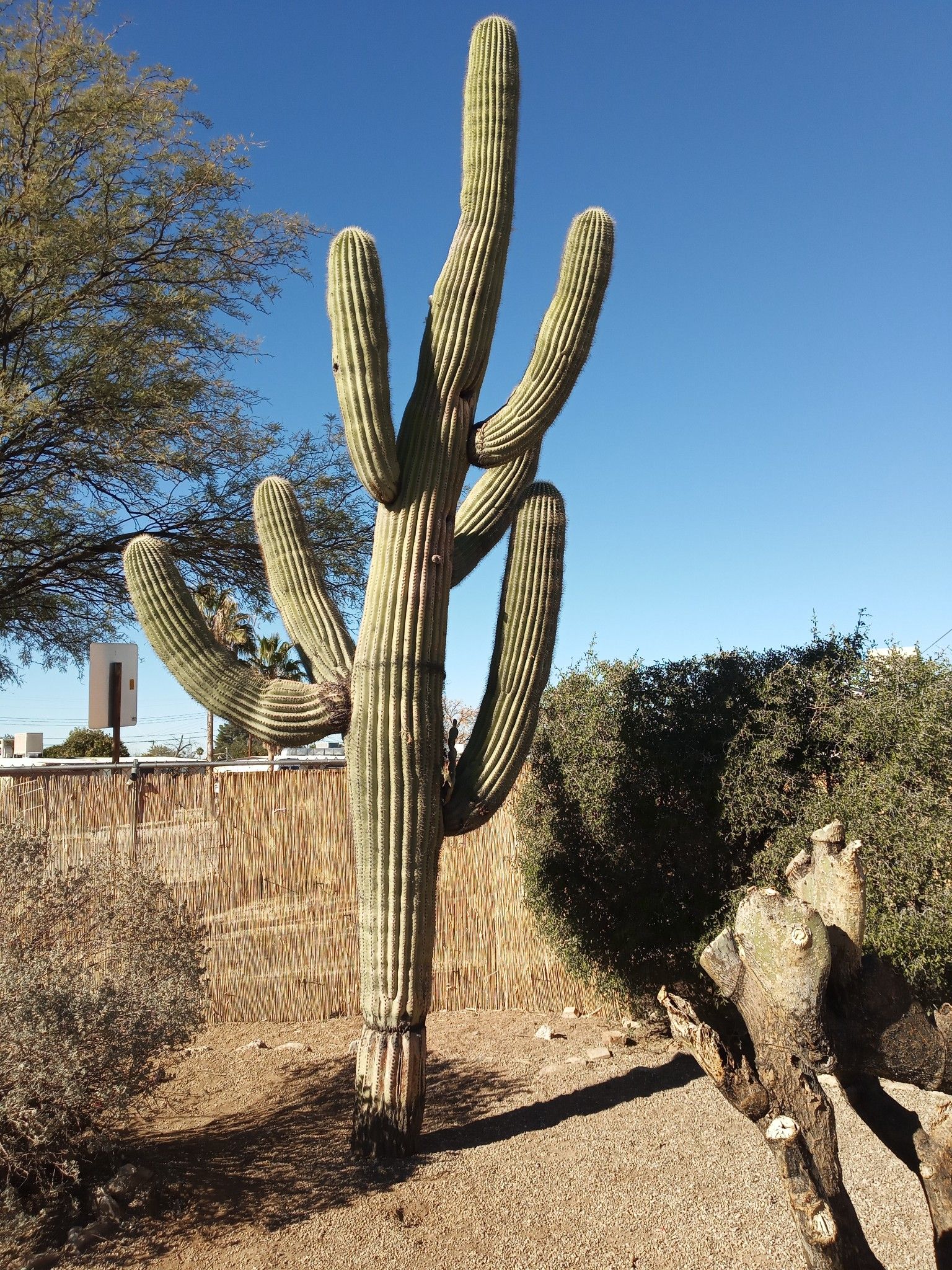 Saguaro cactus for Sale in Tucson, AZ OfferUp