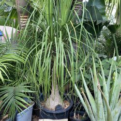 Ponytail palm tree
