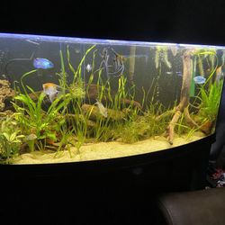 75 Gallon Bow Front Aquarium (everything Included)
