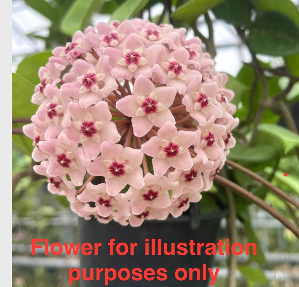 Hoya carnosa Chelsea Starter Plant