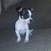 Jessie
