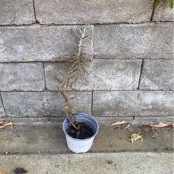 Free Plant - Succulent