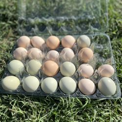 Chicken Eggs