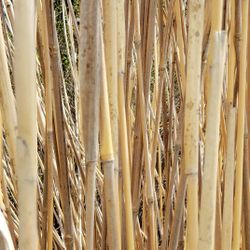Bamboo Garden Stakes