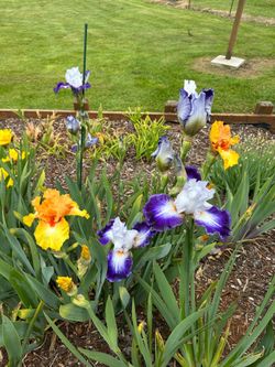 Bearded Iris Rhizomes