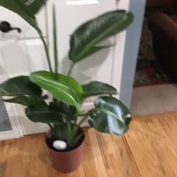 Plant