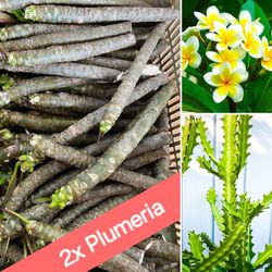 2x Plumeria Cuttings + Dragon Bones Cactus + FREE Succulent Plants! 🌺🌿