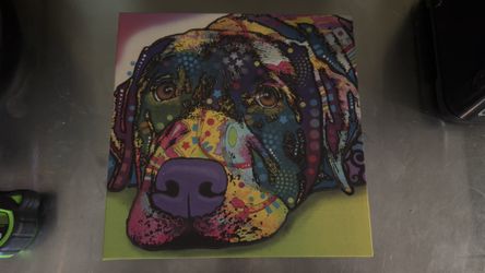 Rainbow Lab Dog
