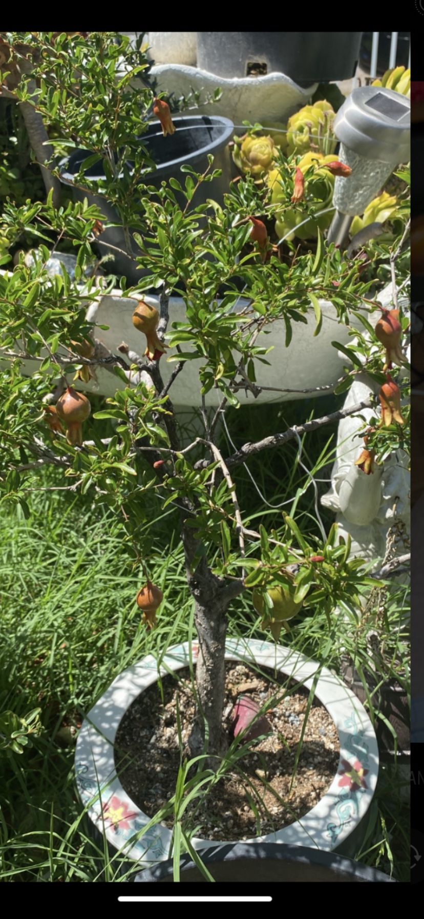 Bonsai Dwarf Pomegranate With Fruit On It In A Ceramic Japanese Pot $120