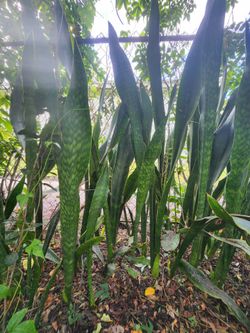 Snake plant