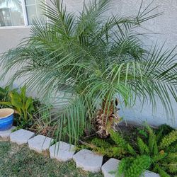 Palm