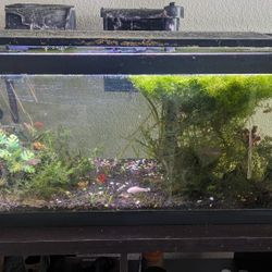 20 Gallon Aquarium 