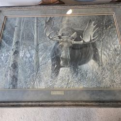 The Challenge' Bull Moose Framed Print