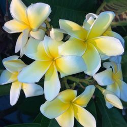 Tall Plumeria Big Flower 35$