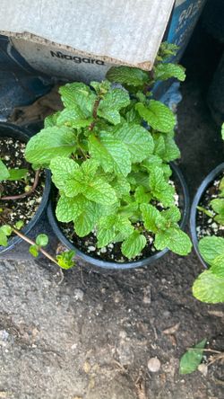 Hierbas Para Cocinar Y Para Remedios
