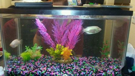 10 gal fish tank with fish