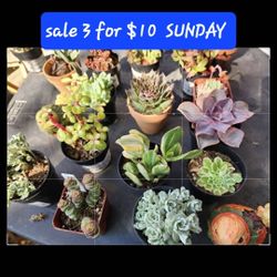 Big PLANT SALE SUNDAY  3 FOR $10. PLUS MANY MORE. SAN LORENZO THIS WEEK