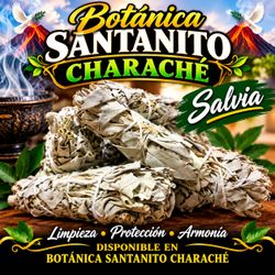 Salvia