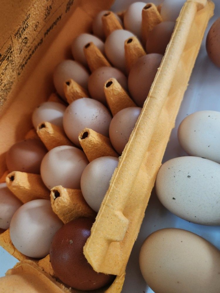 Fresh Eggs