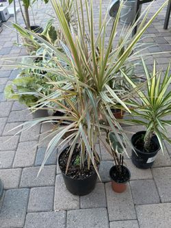 Dracaena Marginata