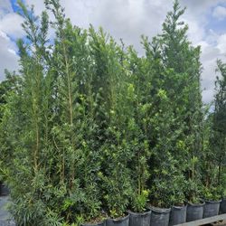 huge Podocarpus  over 6 to 7 feet tall Instant  privacy  Hedge for fence full green 