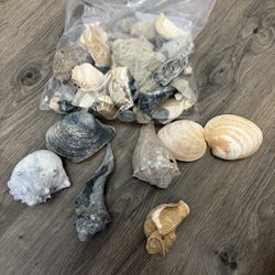 Large and Small Sea Shell Collection – Mixed Lot for Crafts, Decor, Aquarium