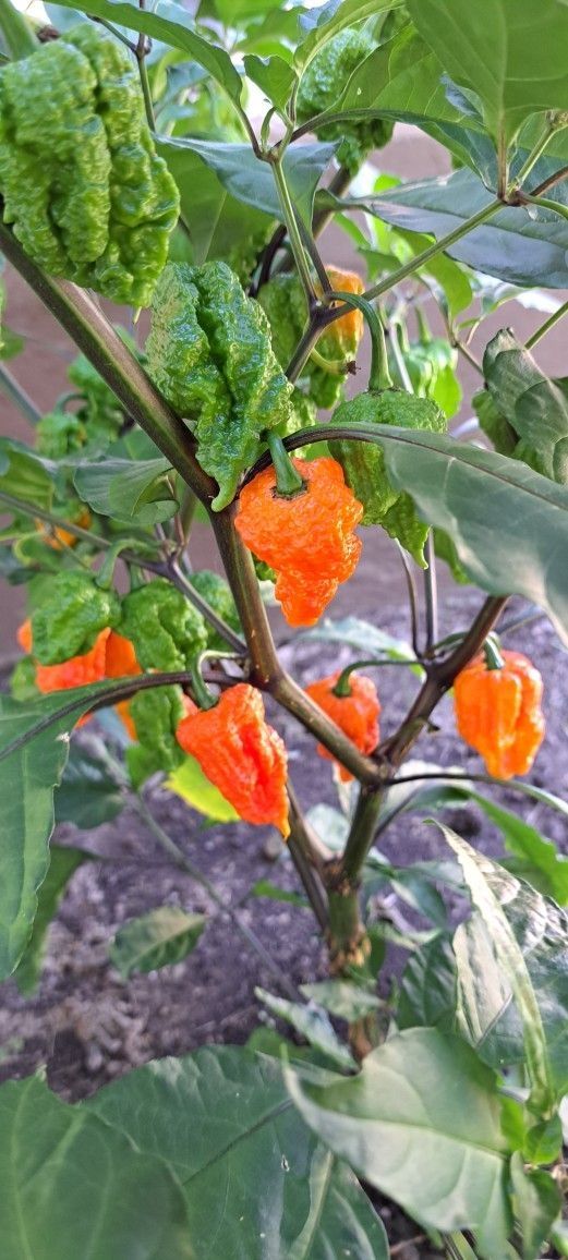Dragon Breath Seeds
