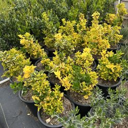 Golden Eunymus Plant 5gal $16 Each