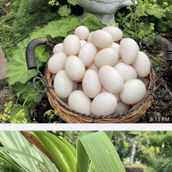Ducks Eggs 