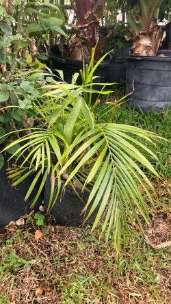 Plant