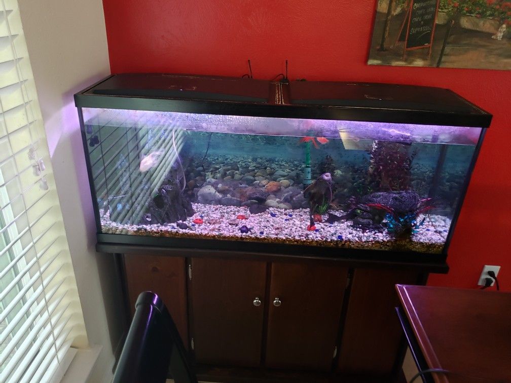 55 Gallon Fish Tank