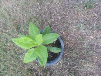 Insulina Planta $8