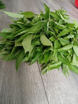 Edible Leaves Of The Jute Plant (Pat Shak)