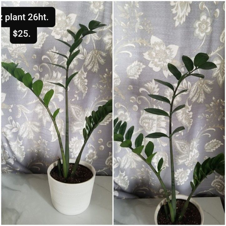 Plants $30. and Under 