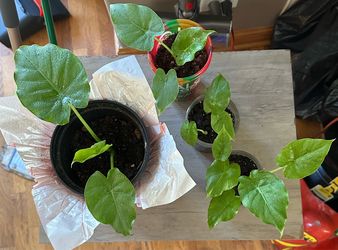 Alocasia Odora (Giant Elephant Ears/ Asian Taro)
