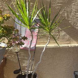Plant