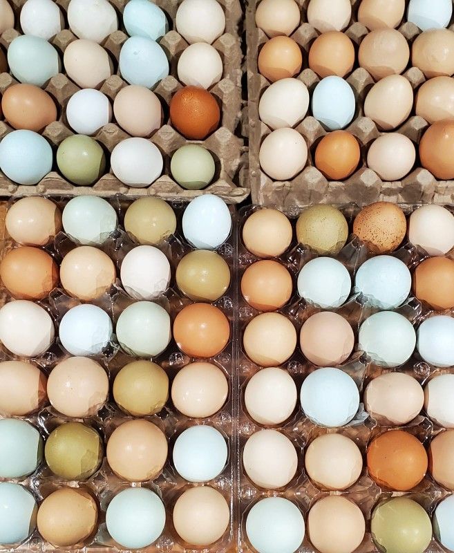 Fresh egg.