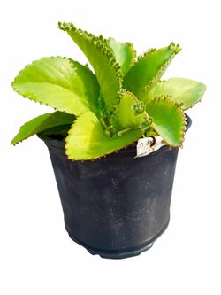 Mother of Thousands Plant - 8 inch pot