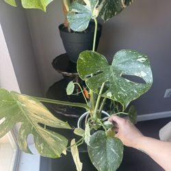 Small Monstera Thai Constellation 