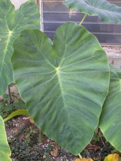Elephant ears tropical plant. Plants offered.for.sale are small size These are outdoor annuals. Small or large available Small $4 Large $8