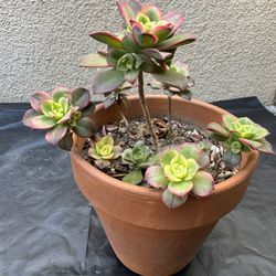 Haworths Aeonium Succulent Plant