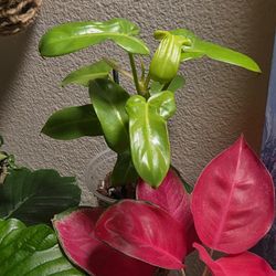 Philodendron Bipennifolium