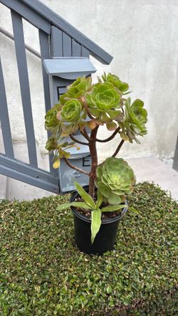 Nice  Aeonium Succulent Plant In A One Gallon Pot